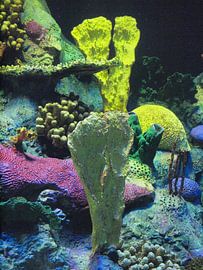 Coral Loro Parque by Annie Lausberg-Pater