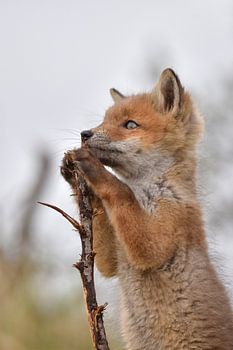 So that's what the big world looks like out there…..