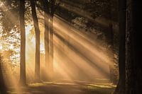 Spectacular sunbeams shine over a path in the forest