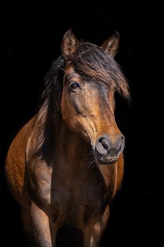 Espi sur Eilandkarakters Ameland