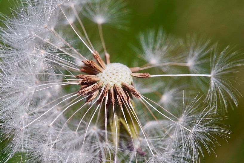 The seeds of a dandelion - dandelion by HGU Foto