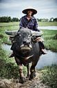 boer op buffel in rijstveld van Karel Ham thumbnail