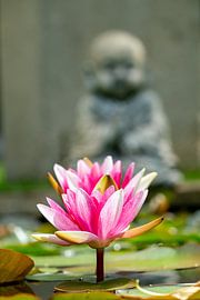Pink waterlily with Buddha in the background