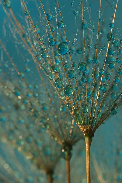 Fluff with blue / Turqouise droplets in the &quot;golden&quot; light by Marjolijn van den Berg