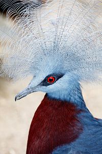 Close-up van een Sclater’s Crowned-Pigeon van Melissa Peltenburg