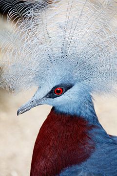 Close-up van een Sclater’s Crowned-Pigeon