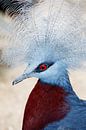Close-up van een Sclater’s Crowned-Pigeon van Melissa Peltenburg thumbnail