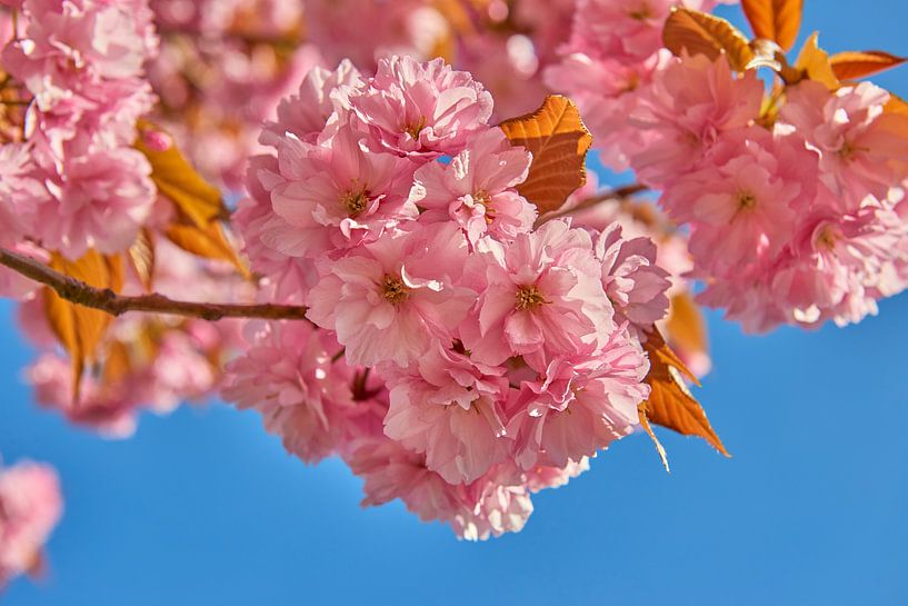 Roze bloesem tegen een blauwe lucht van Jenco van Zalk