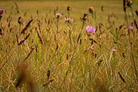 Dance of the wildflowers