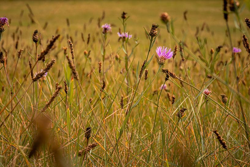 Tanz der Wildblumen von Leon Exterkate