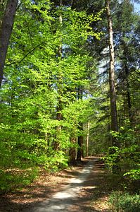 Zonlicht op beuken in het bos van Corinne Welp