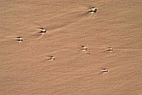 Sternkometen im Sand