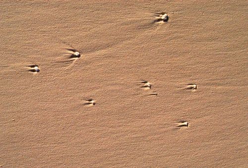 Sternkometen im Sand