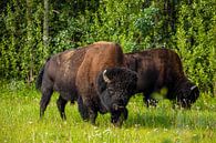 Wilde bizons in Canada van Roland Brack thumbnail