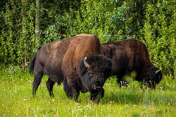 Wild bison in Canada by Roland Brack