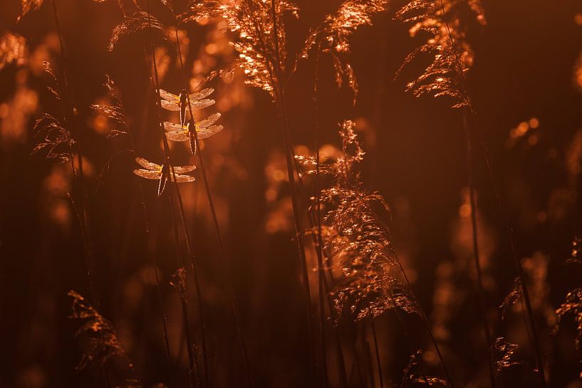 conte de fées par Pim Leijen