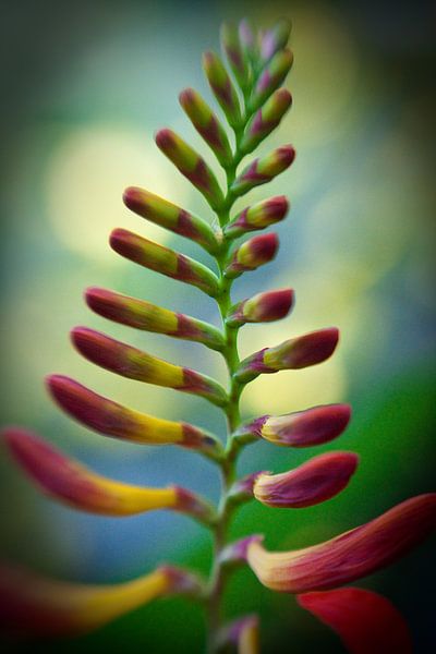 Crocosmia par Jaap de Wit