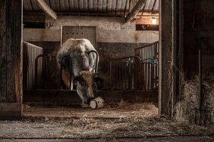 Neugieriger Stier spielt mit altem Topf