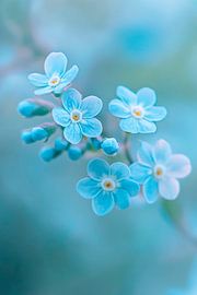 Forget-me-not flowers by Poster Art Shop