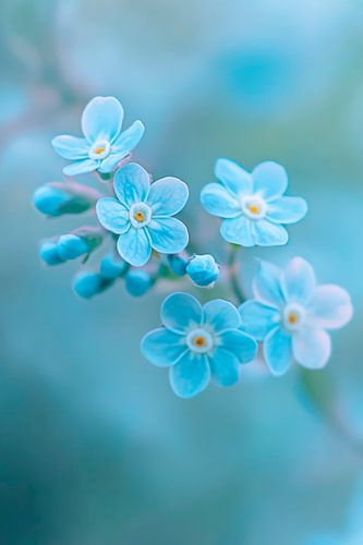 Vergeet-me-niet bloemen