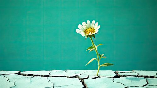 Between Burst and Bloom