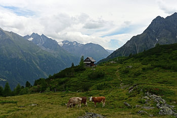 Sur un alpage dans l'Ötztal en Autriche
