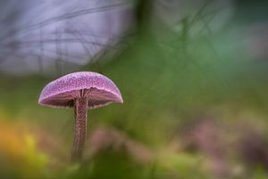 Amethyst-Pilz