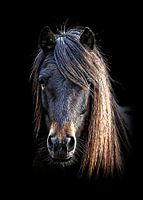 Shaggy pony with thick mane