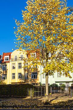 Straat en boom in de Hanzestad Rostock in de herfst van Rico Ködder