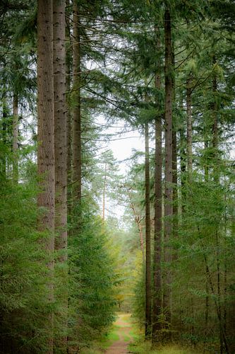 Pad door een groen dennenbos tijdens de herfst