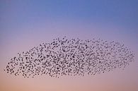 Spreeuwen in de lucht tijdens zonsondergang van Sjoerd van der Wal Fotografie thumbnail