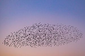 Starling murmuration with flying birds in the sky during sunset