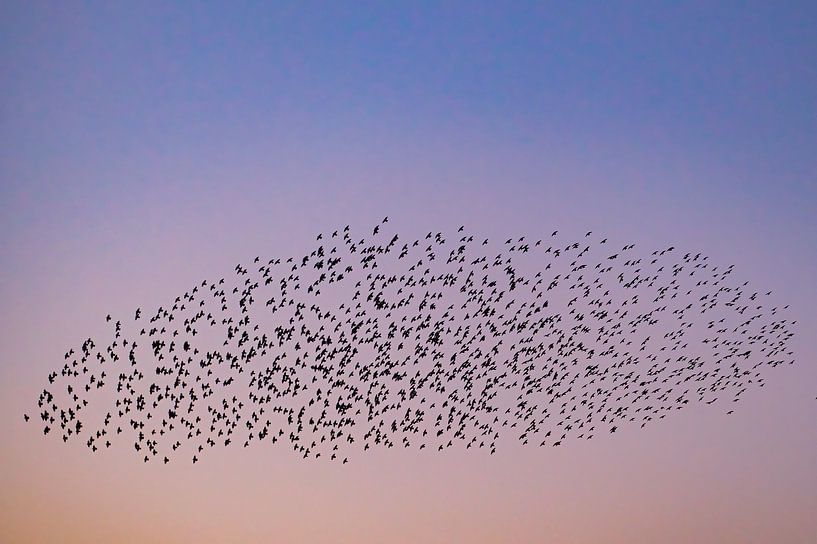 Spreeuwen in de lucht tijdens zonsondergang van Sjoerd van der Wal Fotografie