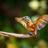 Young kingfisher by gea strucks