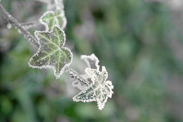 Ivy leaf with morning dew von Framed by Elisabeth