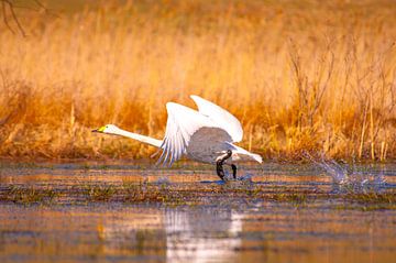 Ready for take off... by Marc Hollenberg