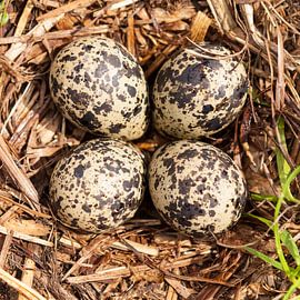 Kievitseieren van André Dorst