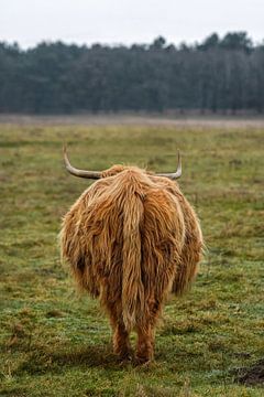 Schotse hooglanders  ( highland cow) van achteren bekeken van Chihong
