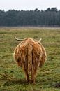 Scottish highlanders ( highland cow) viewed from behind by Chihong thumbnail