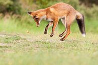 Red fox hunting butterfly in dunes by Caroline Piek thumbnail