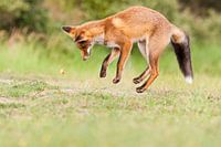 Red fox hunting butterfly in dunes