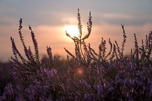 Hoorneboegse Heide - 6