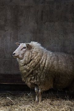 lente in nederland. van C Witvliet