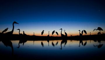 Csay lake with Herons by AGAMI Photo Agency