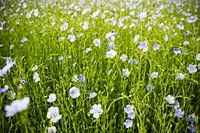 Vlasbloemen