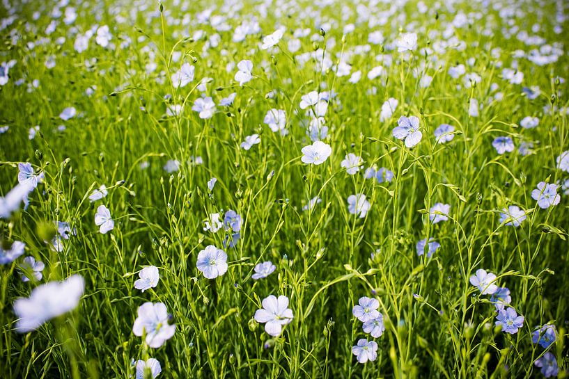 Vlasbloemen par Catherine Blancquaert