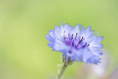 A simple little flower