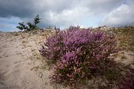 Bloeiende heide van René Wolters thumbnail