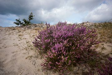 Bloeiende heide van René Wolters