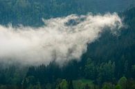 Wolken boven het bos in de Zgornje Jezersko vallei van Sjoerd van der Wal Fotografie thumbnail